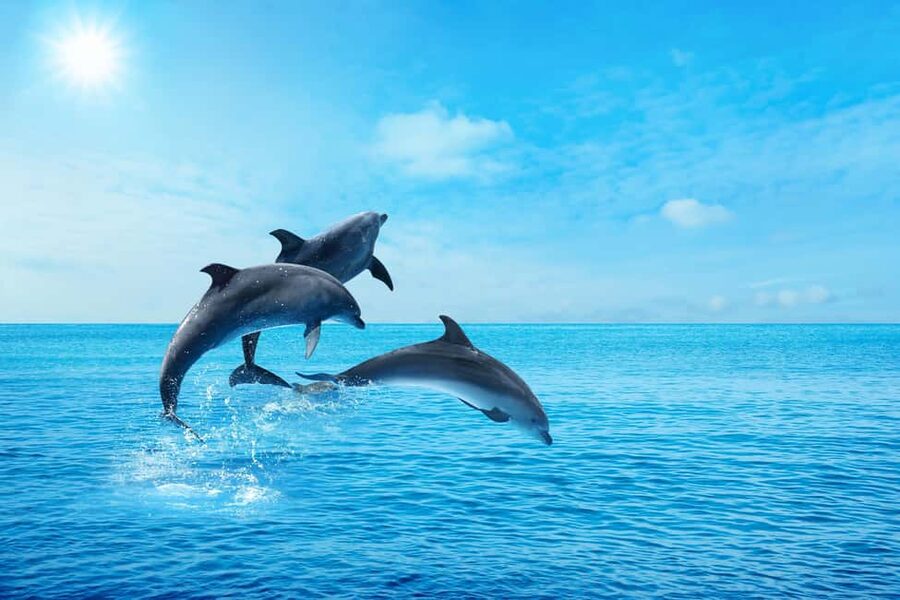 Hurghada: Dolphin & Coral Reef Snorkeling Tour with Lunch - Who should book this trip?