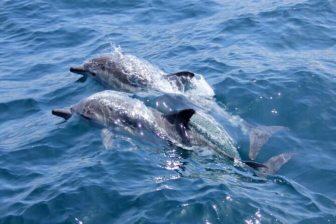 Hurghada Dolphin House: Full-Day Snorkeling & Boat Experience - Key points to know before booking