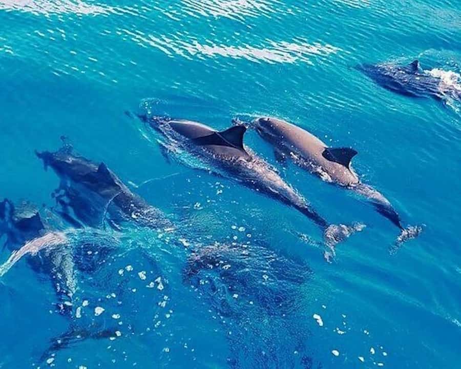 Hurghada: Dolphin House & Water sports Banana by Speedboat - Why a private Hurghada speedboat changes the day