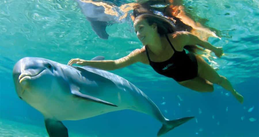 Hurghada: Dolphin watch Cruise with optional pickup - What your $32 buys on the Red Sea