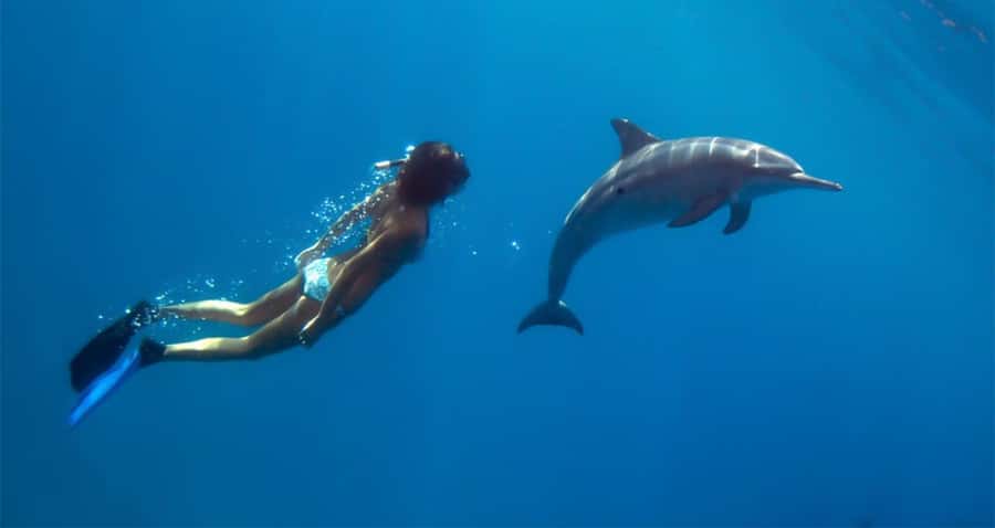 Hurghada: Dolphin watch Cruise with optional pickup - Practical ways to improve your day