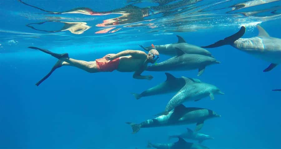 Hurghada: Dolphin watch Cruise with optional pickup - Finding Egypt Sunmarine Fleet at Hurghada Marina