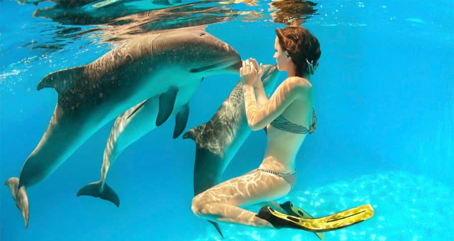 Hurghada: Dolphin watch Cruise with optional pickup - Dolphin watching: a real possibility, not a promise