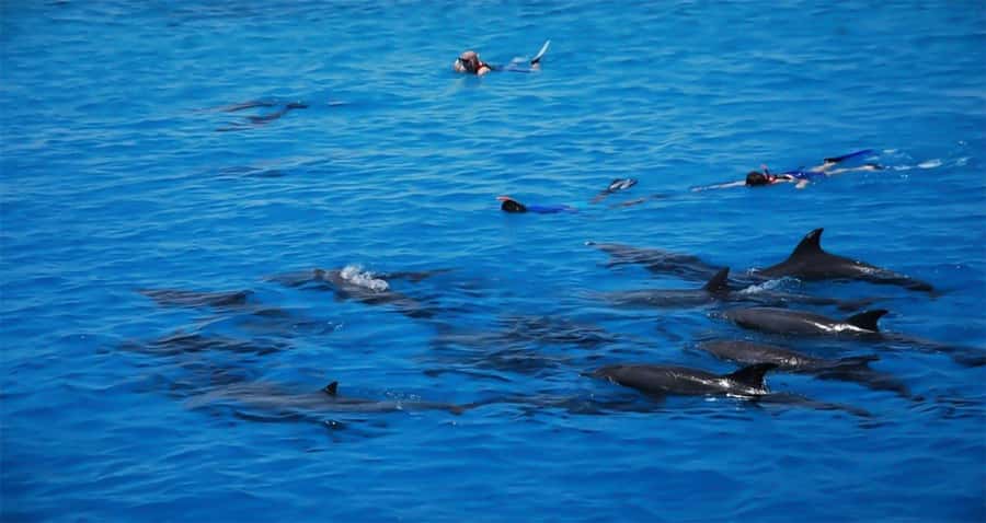 Hurghada: Dolphin watch Cruise with optional pickup - Coral reefs and two guided snorkeling stops
