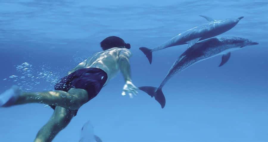 Hurghada: Dolphin watch Cruise with optional pickup - Timing, transport, and the long return