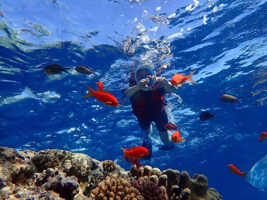 Hurghada: Dolphin watch Cruise with optional pickup - Who will enjoy this cruise most?