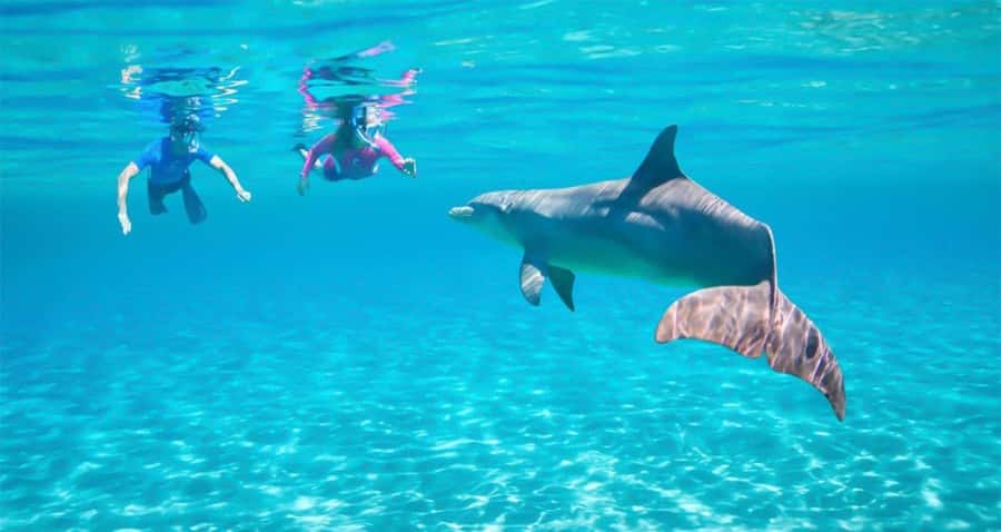 Hurghada: Dolphin watch Cruise with optional pickup - The first hour at sea