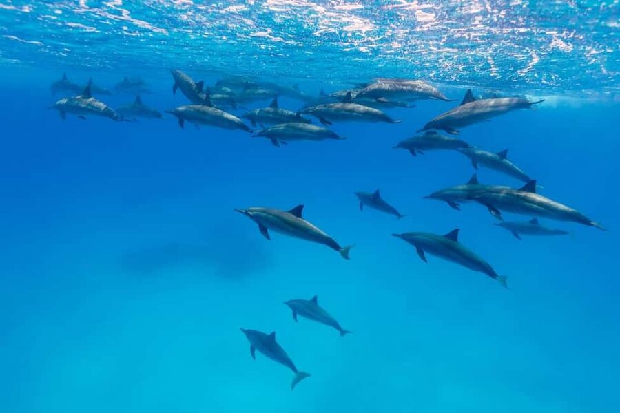 Hurghada: Dolphin Watching Boat Tour with Snorkeling & Lunch - Banana boat and sofa boat rides
