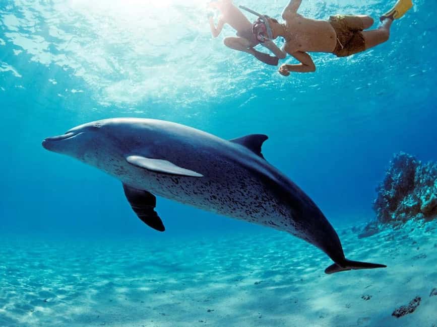 Hurghada: Dolphin Watching Boat Tour with Snorkeling & Lunch - What the crew does well