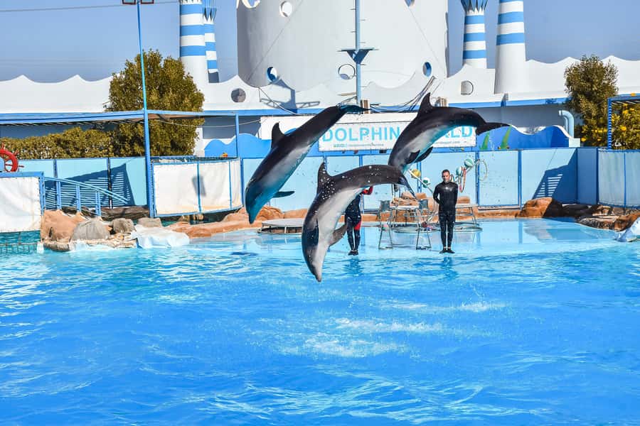 Hurghada: Dolphin World Show with Walruses and Pickup - Optional dolphin swimming and photographs
