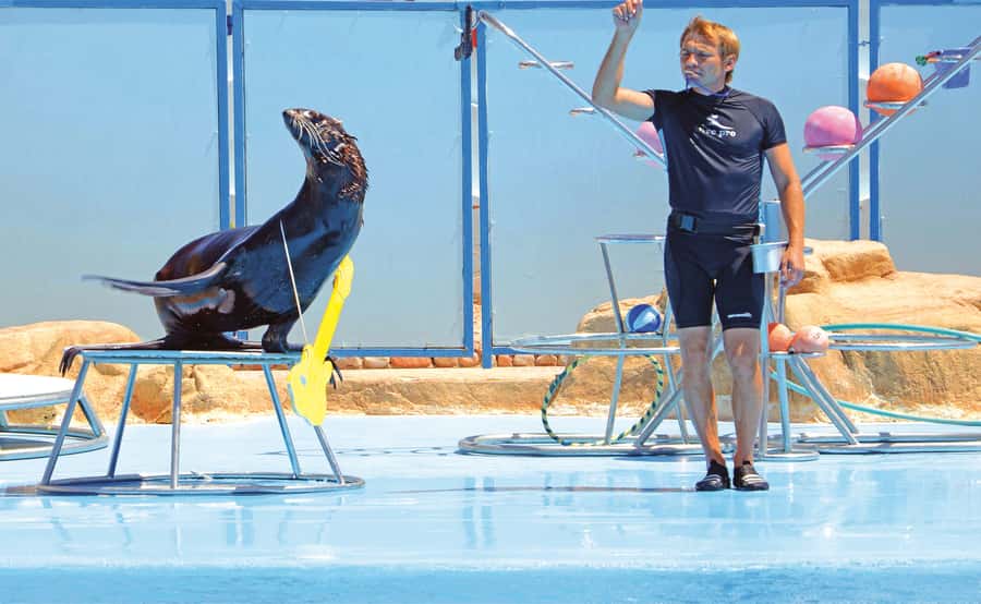 Hurghada: Dolphin World Show with Walruses and Pickup - Food, shops, and the waiting period