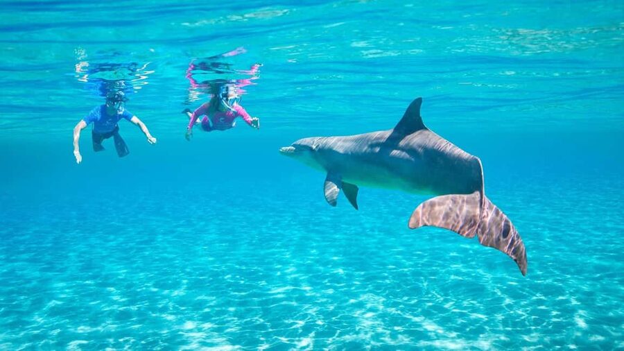 Hurghada or Makadi: Discover the Magic of Dolphin House - Searching the open sea for dolphins