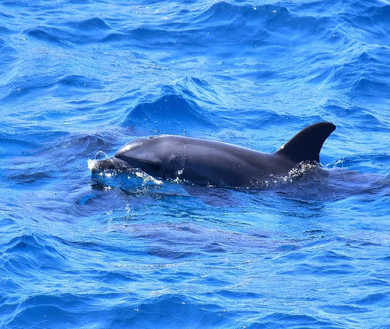 Hurghada or Makadi: Discover the Magic of Dolphin House - Sofa boat fun and jumping from the deck