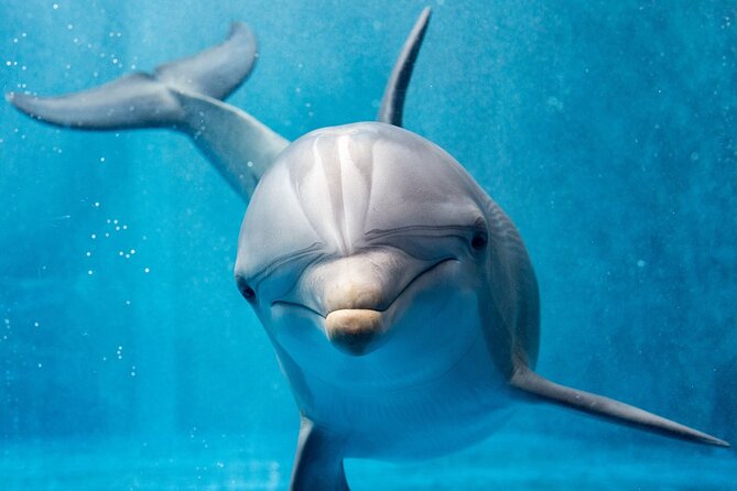 Hurghada: Private 4 Hours Speedboat Dolphin House Snorkling Tour - Paradise Island and Orange Bay offer a different rhythm