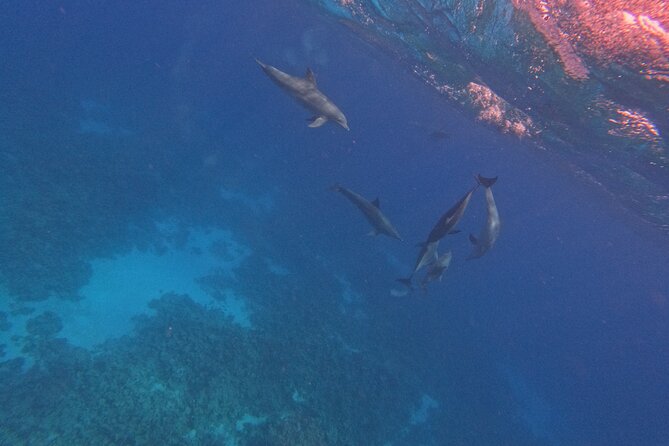 Hurghada Speedboat Dolphin Watching and Snorkeling - Guides, captains, and the safety picture