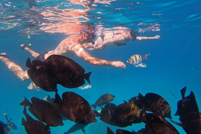 Hurghada Speedboat Dolphin Watching and Snorkeling - Who should book this Red Sea outing?