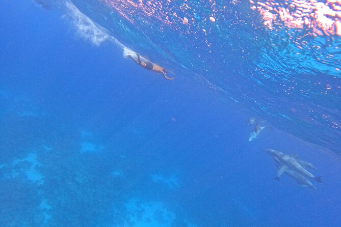 Hurghada Speedboat Dolphin Watching and Snorkeling - Final verdict: book it for the sea time, not just the dolphins