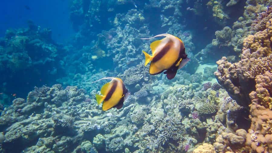 Hurghada: Speedboat Dolphin Watching & Snorkeling with Lunch - Two reef stops with colorful fish and coral