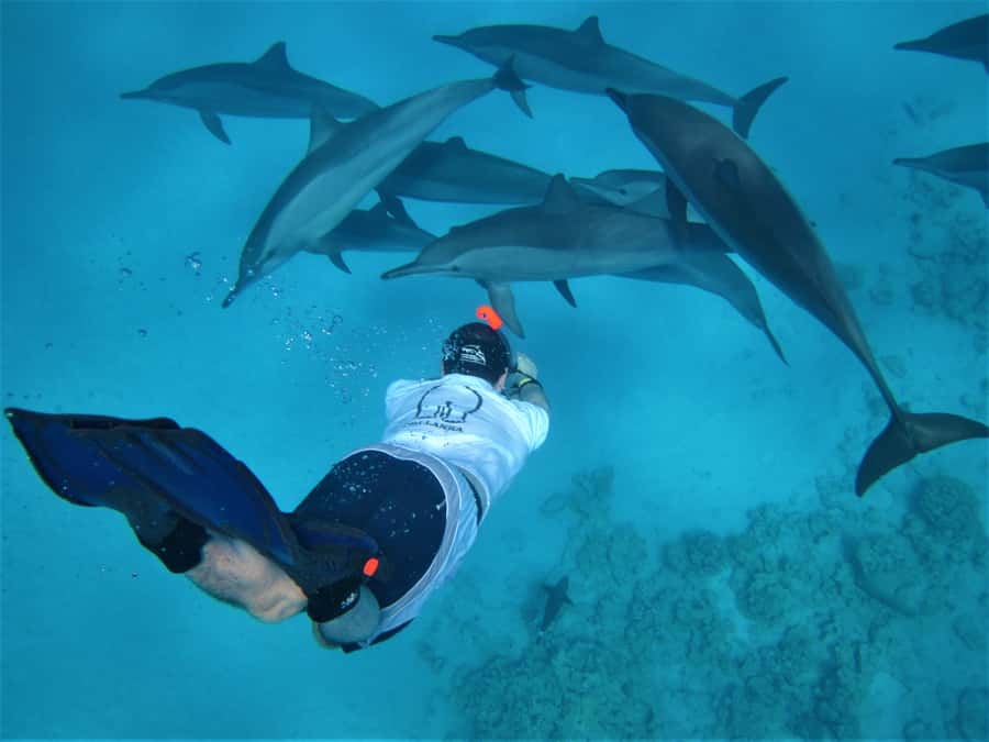 Hurghada: Speedboat Dolphin Watching & Snorkeling with Lunch - The speedboat ride is part of the attraction