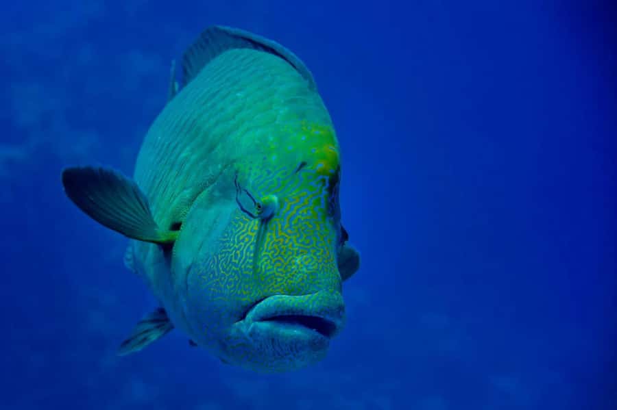 Hurghada: Yacht Trip Dolphin Watching W Lunch & Multi Option - Red Sea snorkeling at Aruk Talata and Shaab Pytra