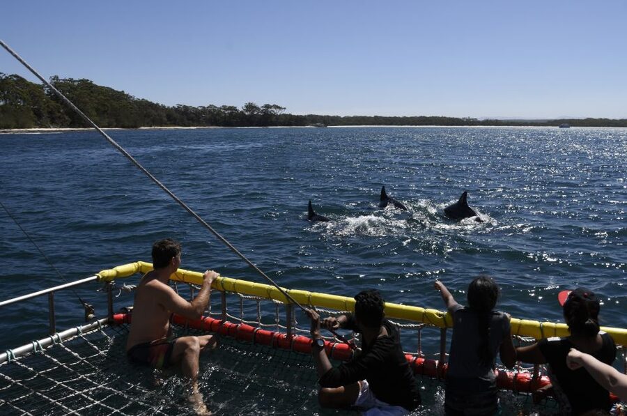 Huskisson: Dolphin Cruise & Boom Netting Experience - Should you book the Huskisson dolphin and boom net trip?