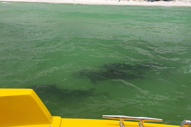 Hydro Rocket Dolphin Sightseeing Boat Tour from Destin - Searching the Gulf for dolphins