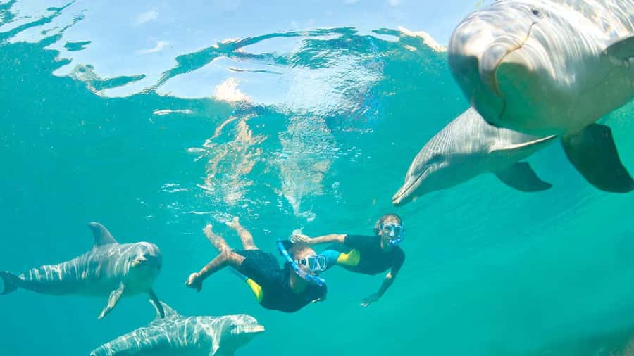 Île aux Bénitiers: Snorkeling w/Dolphins Boat Tour & Lunch - Key things to know before booking