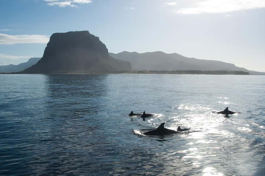 Île aux Bénitiers: Snorkeling w/Dolphins Boat Tour & Lunch - The day starts early on Mauritius’s west coast