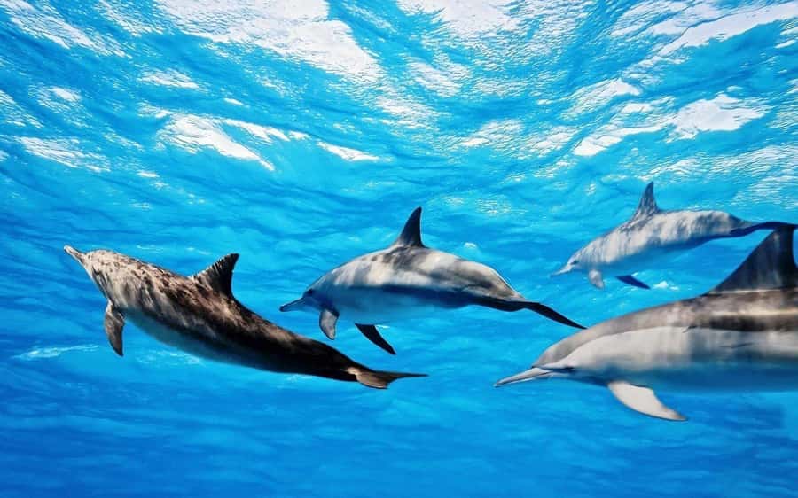 Île aux Bénitiers: Snorkeling w/Dolphins Boat Tour & Lunch - Crystal Rock and the coral reef