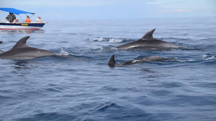 Île aux Bénitiers Snorkeling with Dolphins + Seafood Lunch - Key points at a glance