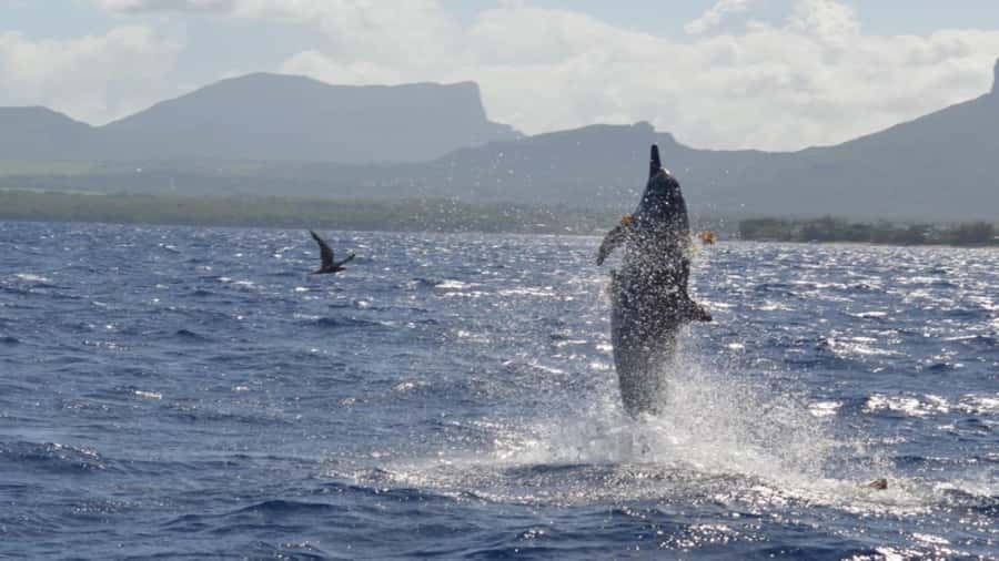 Île aux Bénitiers Snorkeling with Dolphins + Seafood Lunch - Setting out from Tamarin at 07:30
