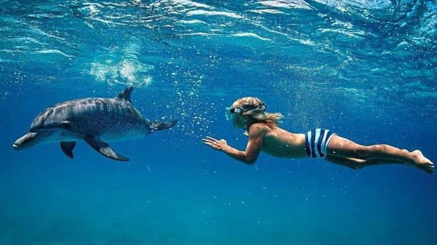 Île aux Bénitiers Snorkeling with Dolphins + Seafood Lunch - Sperm whales are a possibility, not a central stop