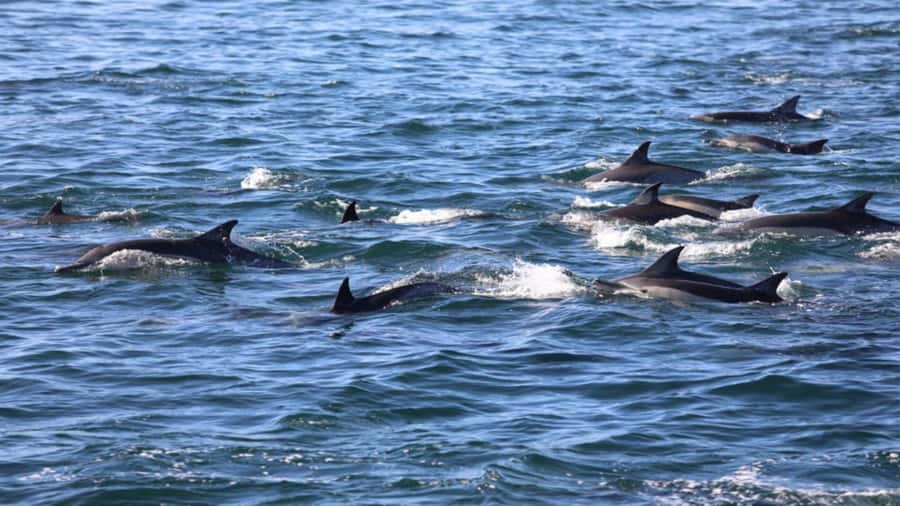Île aux Bénitiers Snorkeling with Dolphins + Seafood Lunch - Is the $80 price fair?