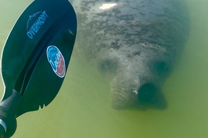 Indian River Clear Bottom Kayak or Paddleboarding Manatee and Dolphin Tour - Is $75 a fair price?