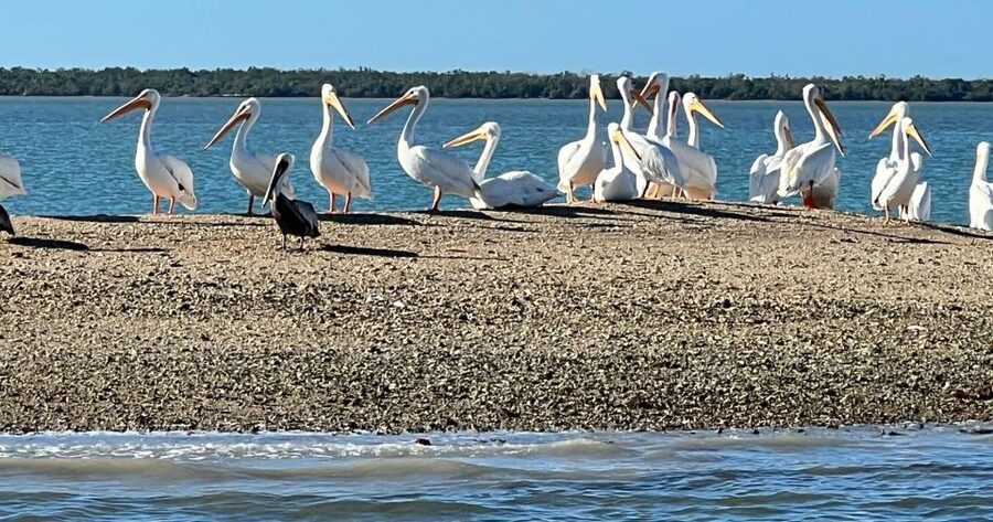 Island Paradise: Dolphin, Shelling, Birding Eco Boat Tour - Should you book the Island Paradise tour?