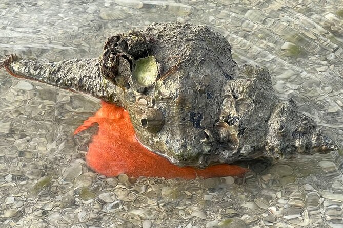 Island Paradise: Dolphin, Shelling, Birding Eco Boat Tour - The Ten Thousand Islands are the heart of the route