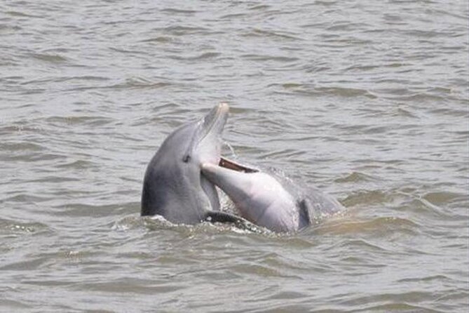 Jekyll Island Dolphin Tours - Key things to know before boarding