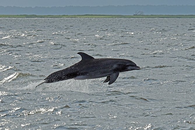 Jekyll Island Dolphin Tours - What makes Jekyll Island’s dolphins special