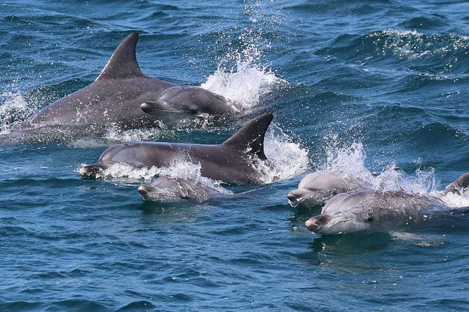 Jervis Bay Dolphin Cruise - Why Jervis Bay is a good place to look for dolphins