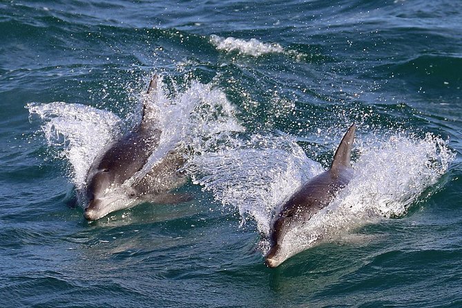 Jervis Bay Dolphin Cruise - Is $37.30 good value?