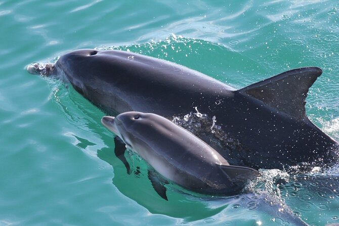 Jervis Bay Dolphin Cruise - Choosing your seat and preparing for the water
