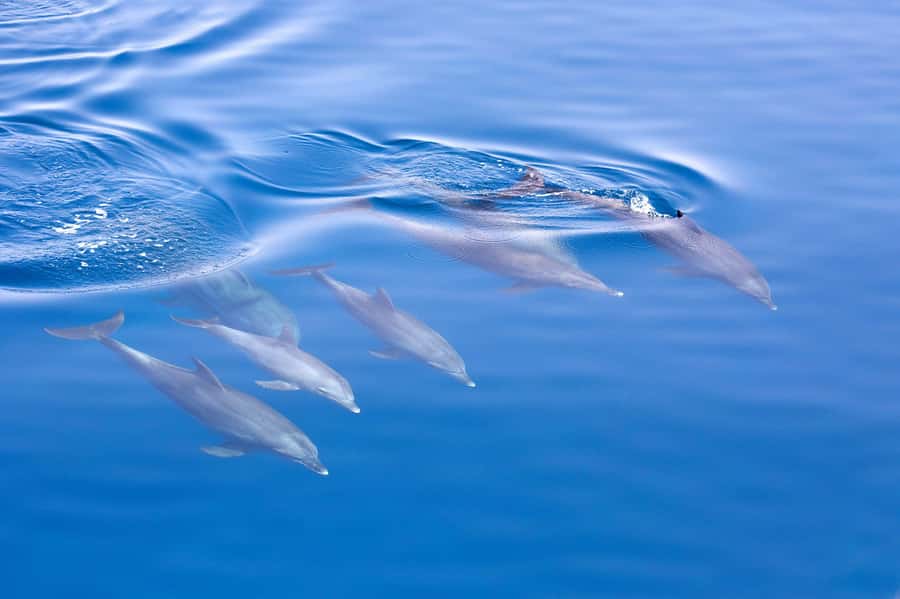 Jervis Bay Dolphin Cruise, Lunch, Berry&Kiama Blowhole Tour - Kiama Blowhole: A Powerful Final Stop