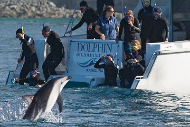 Kaikoura Swim with Dolphins Tour from Christchurch - Key points to know before booking