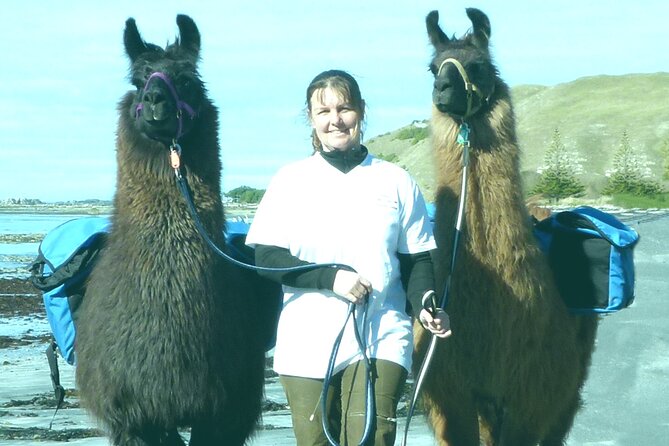 Kaikoura Swim with Dolphins Tour from Christchurch - The boat ride and the search for dolphins