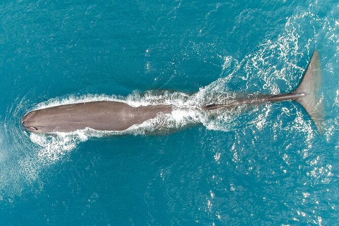 Kaikoura Swim with Dolphins Tour from Christchurch - What the dolphin swim is really like