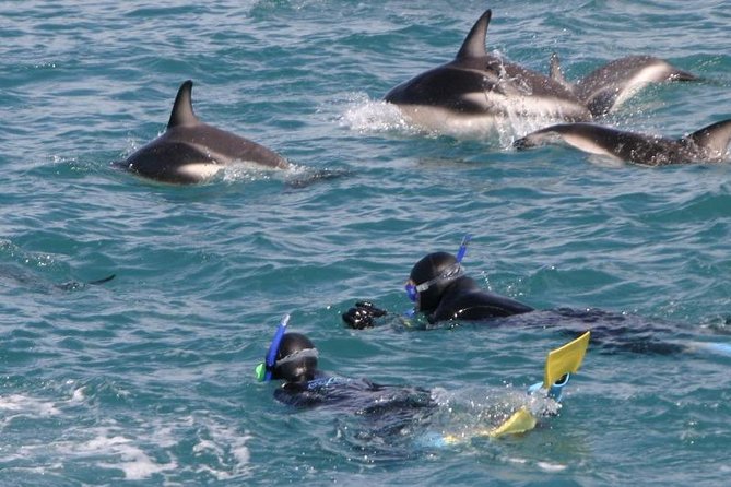 Kaikoura Swim with Dolphins Tour from Christchurch - Fur seals, albatross, and the ride back to shore