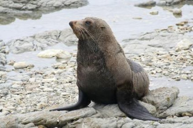 Kaikoura Swim with Dolphins Tour from Christchurch - Price and what the $254.44 buys you