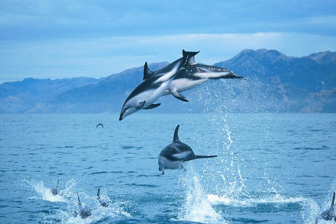 Kaikoura Whale and Dolphin Overnight Tour from Christchurch - The 7:00 am departure from Christchurch