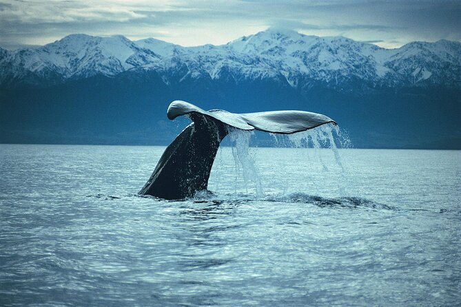Kaikoura Whale and Dolphin Overnight Tour from Christchurch - Swimming beside dusky dolphins