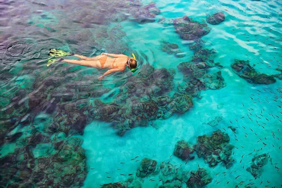 Kailua Kona: Dolphin, Sea Cave and Captain Cook Snorkel Tour - Key points before you book